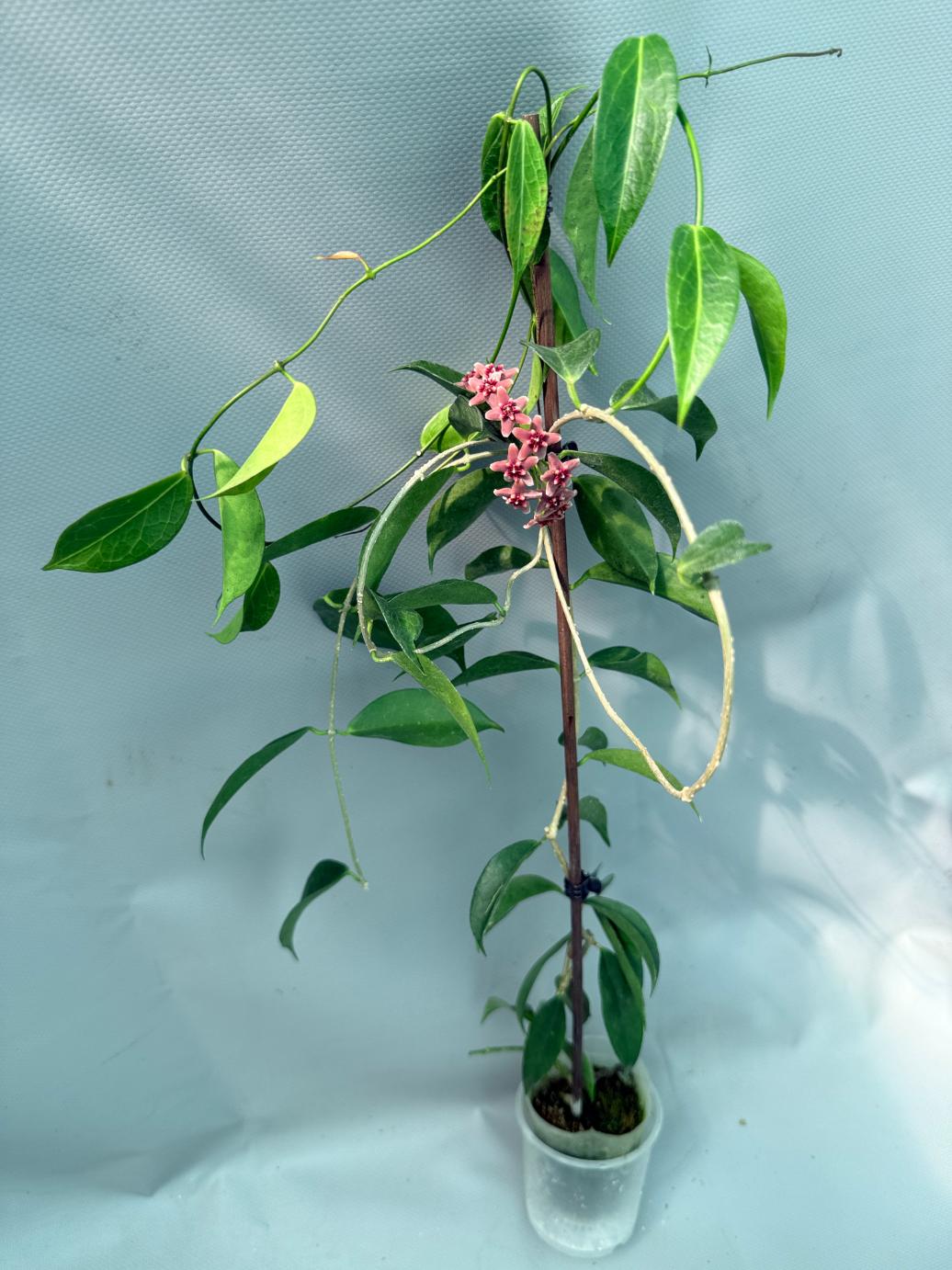 Hoya Rubida with flowers 4