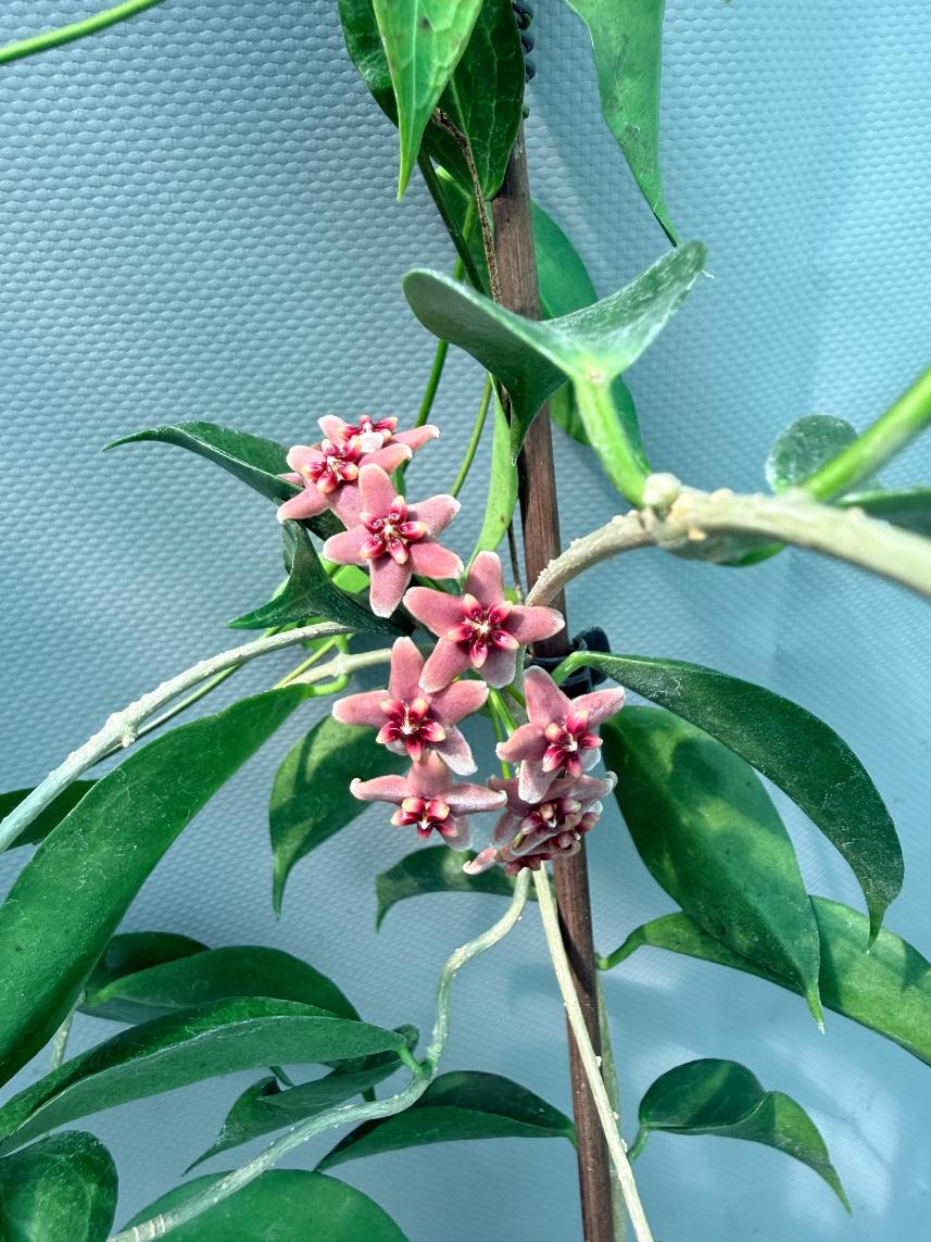 Hoya Rubida with flowers 5