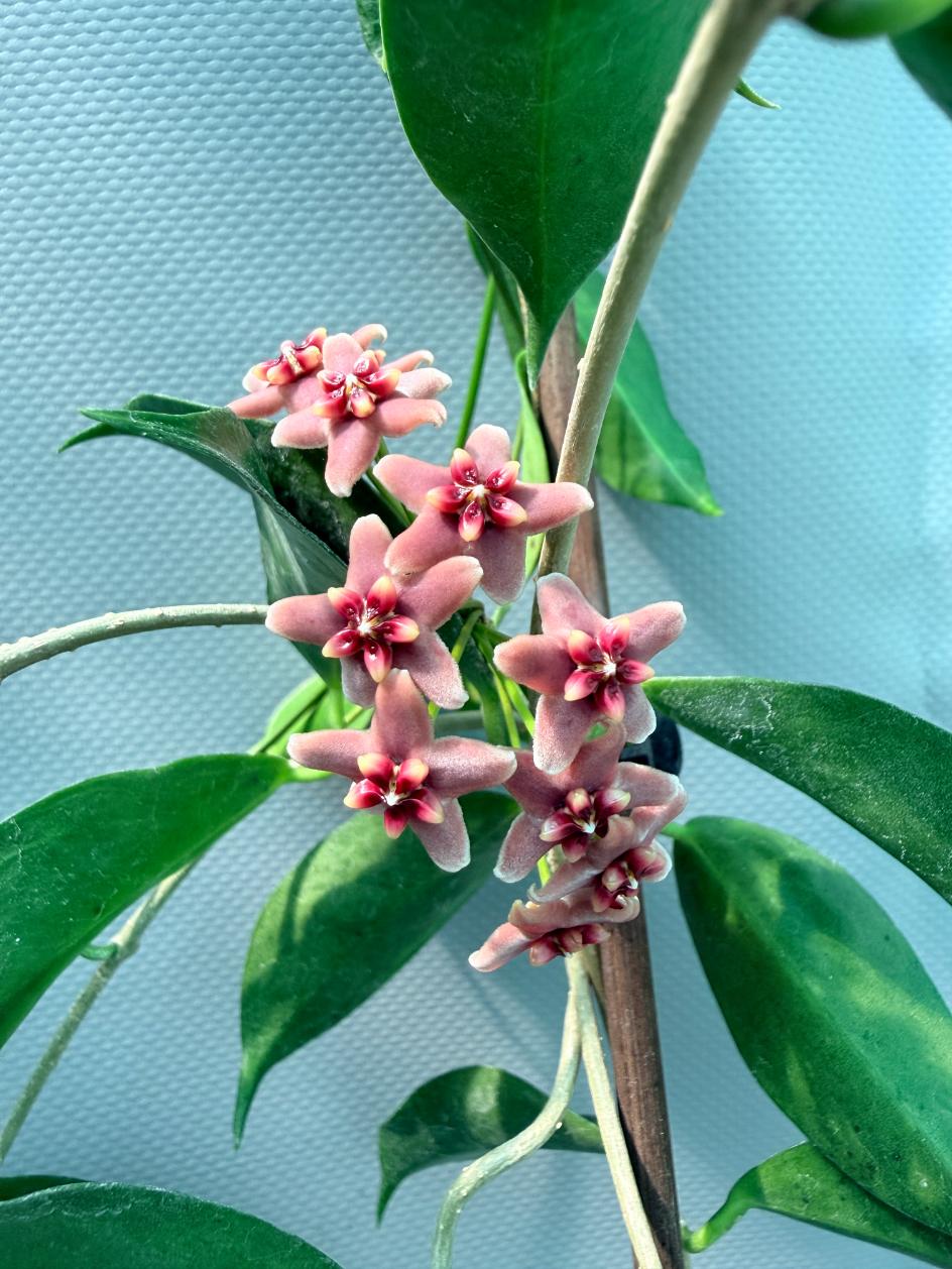 Hoya Rubida with flowers 6