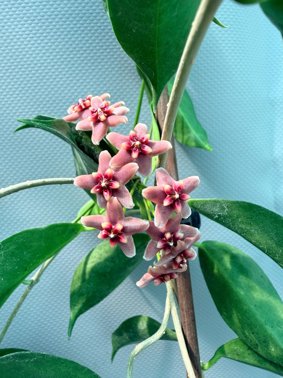 Hoya Rubida with flowers 7