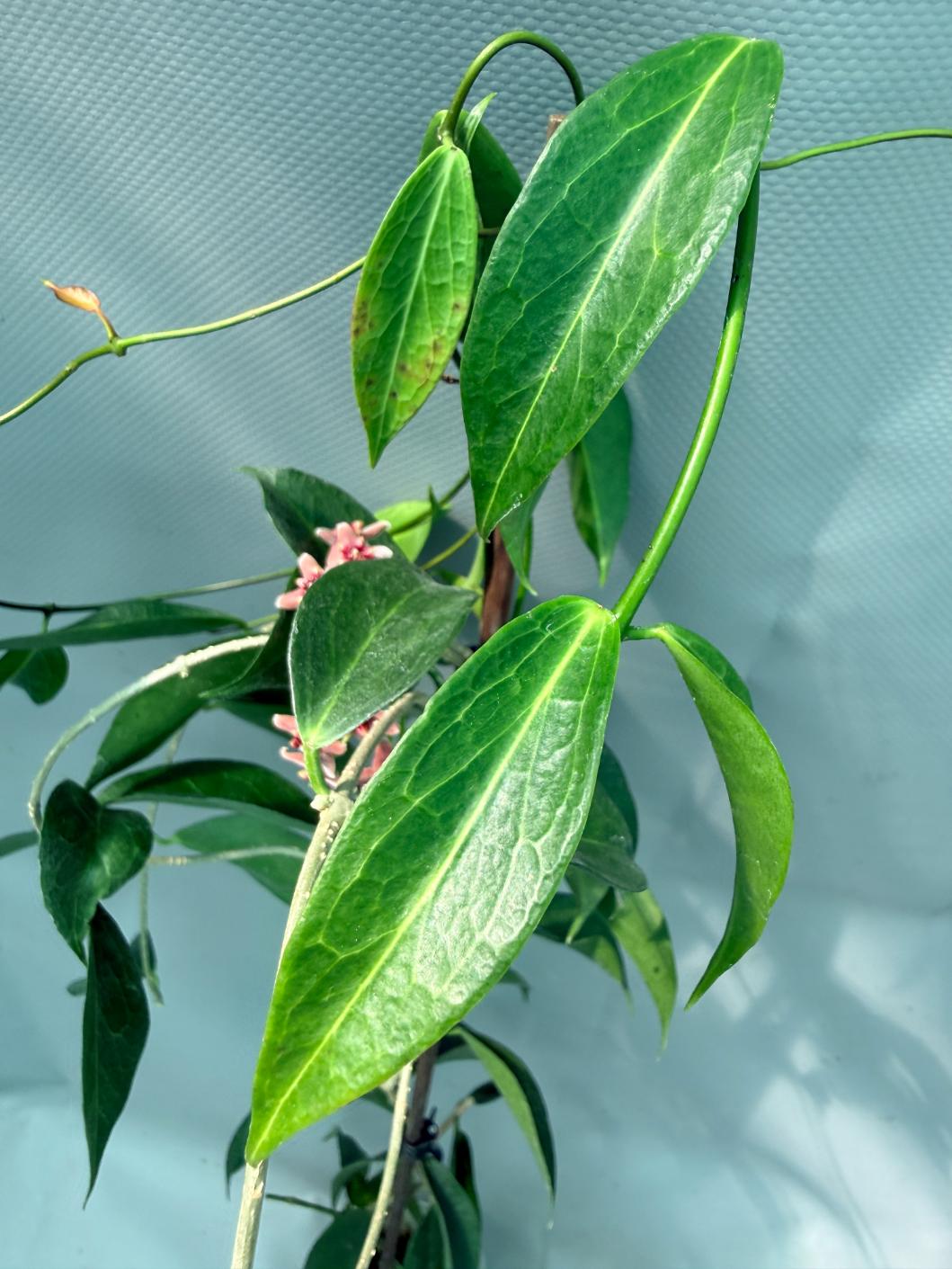 Hoya Rubida with flowers 8