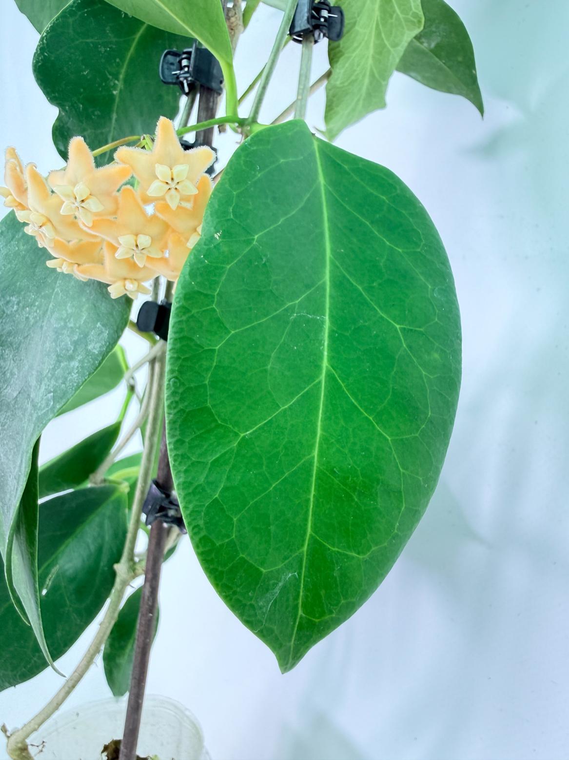 Hoya sp. 'ut 030' XL 08