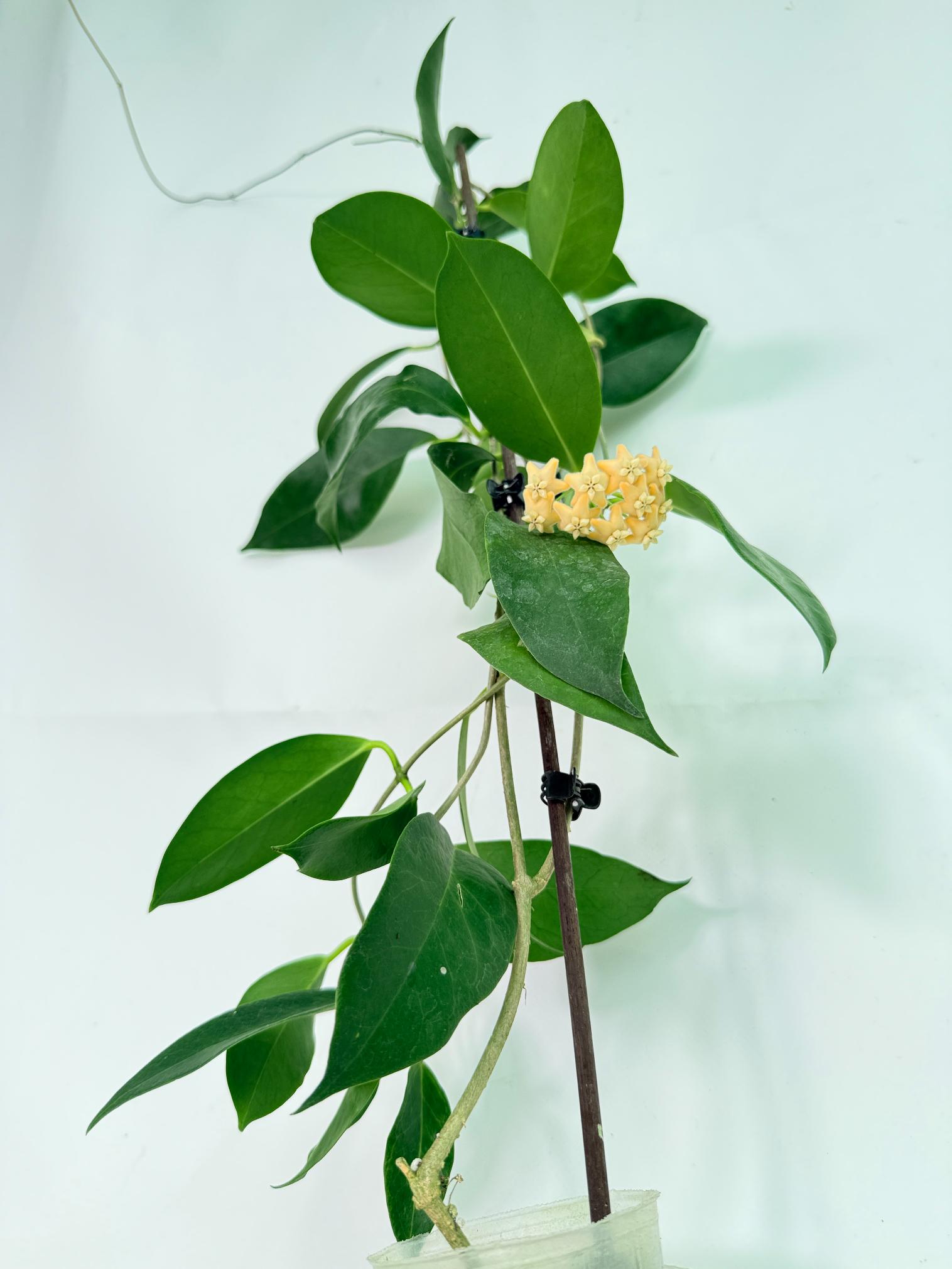 Hoya sp. 'ut 030' XL 09