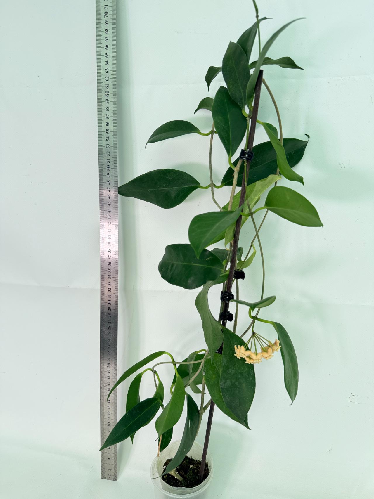Hoya sp. 'ut 030' XL 03