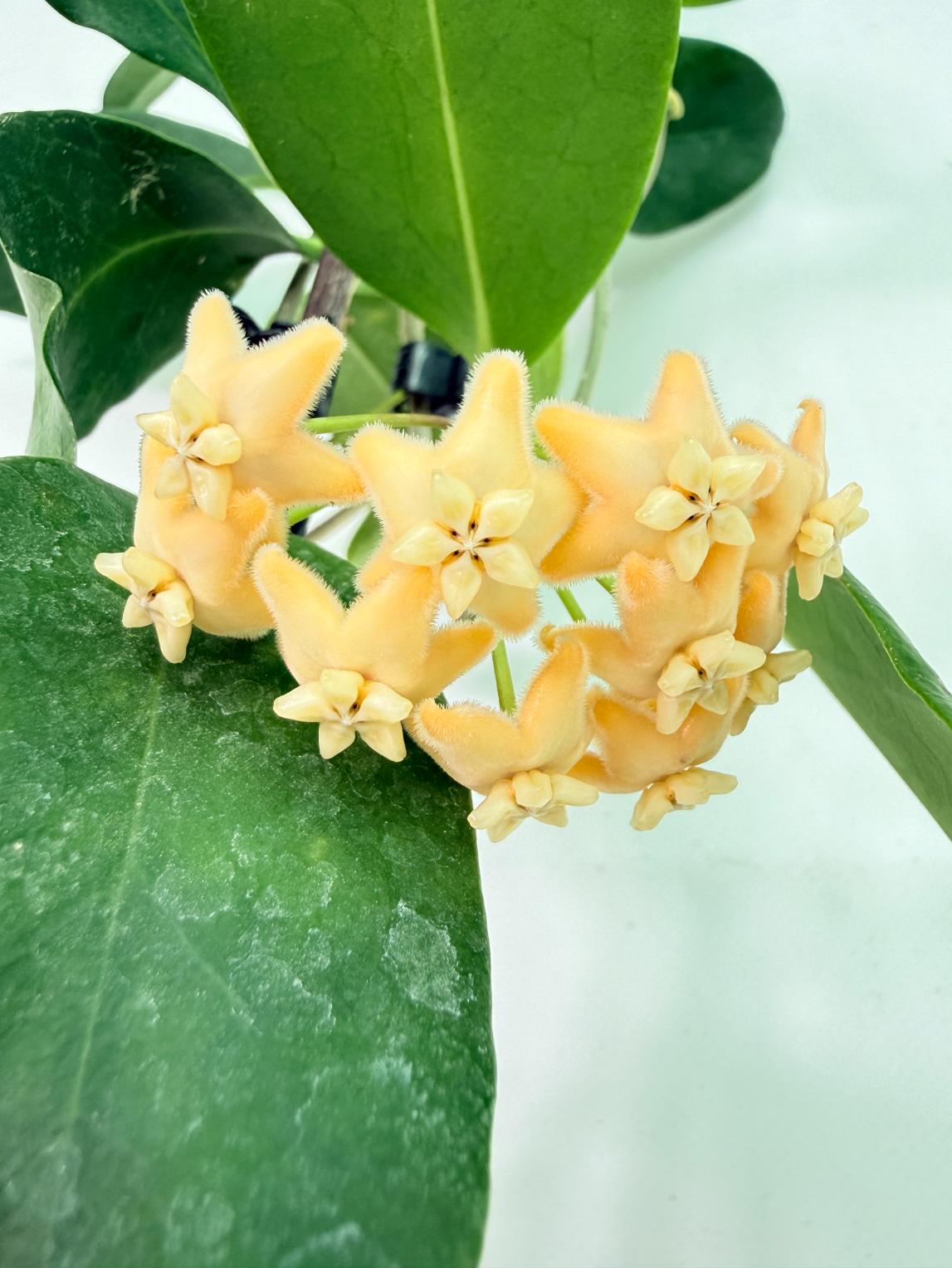 Hoya sp. 'ut 030' XL 01
