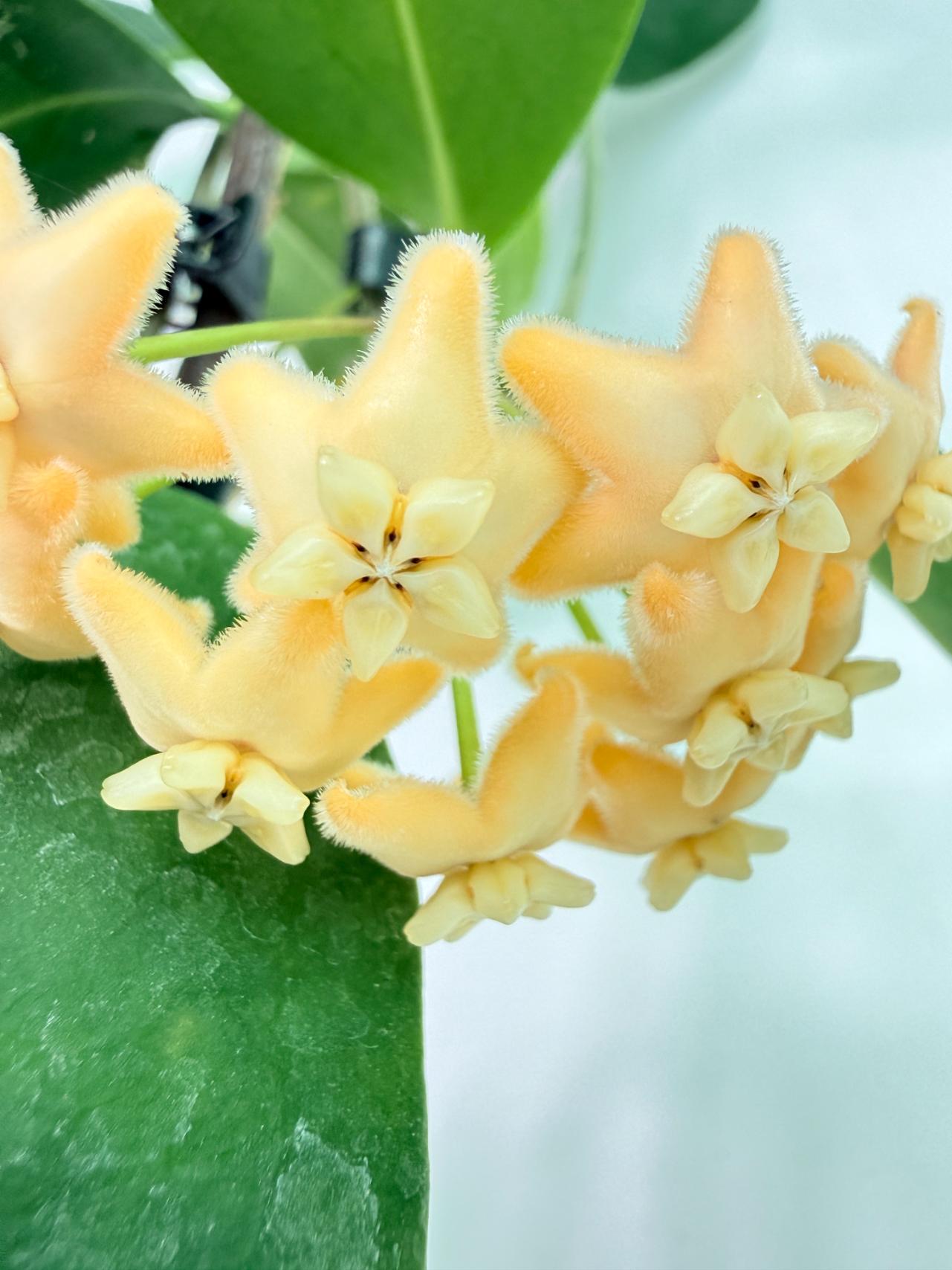 Hoya sp. 'ut 030' XL 04