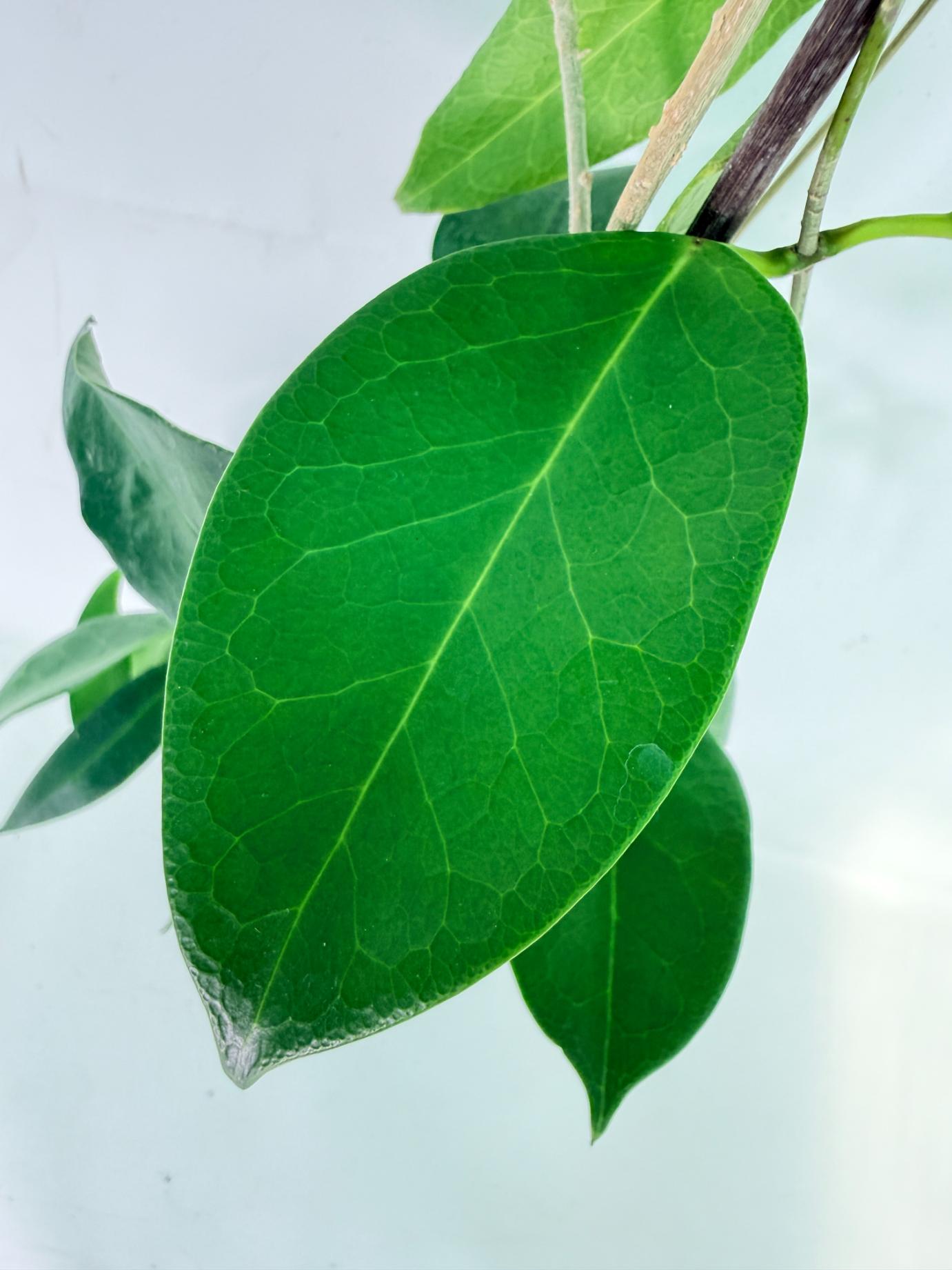 Hoya sp. 'ut 030' XL 05