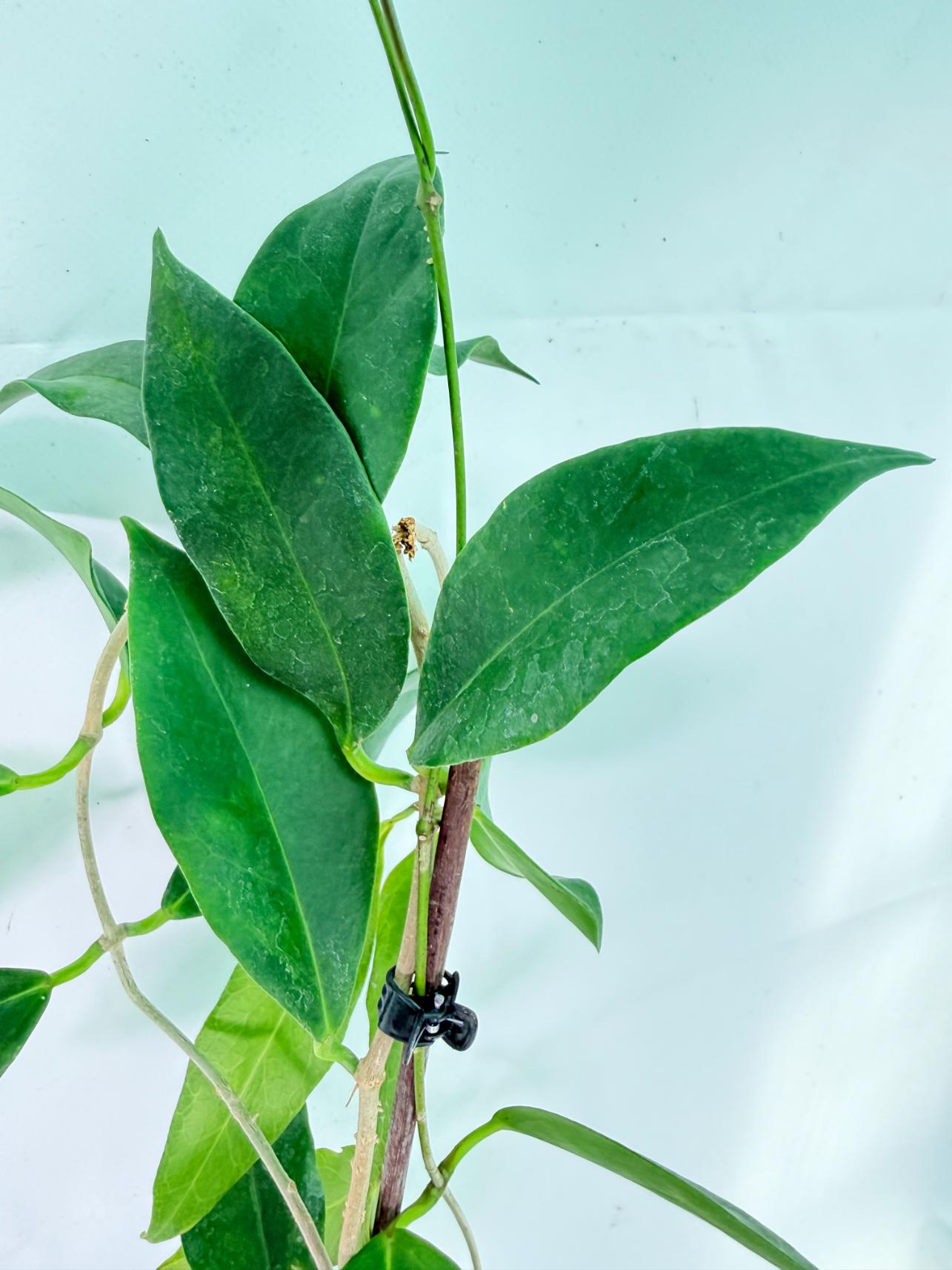 Hoya sp. 'ut 030' XL 06