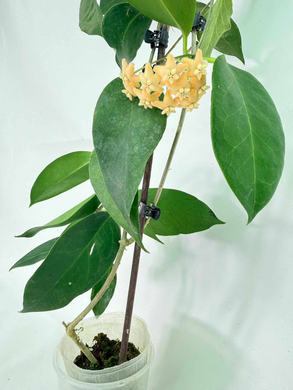 Hoya sp. 'ut 030' XL 07