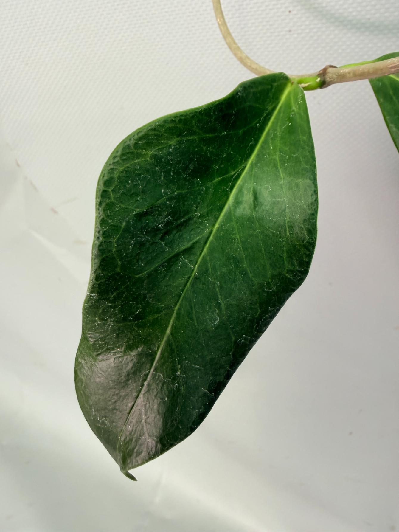 Hoya sp. 'ut 030' XL 08