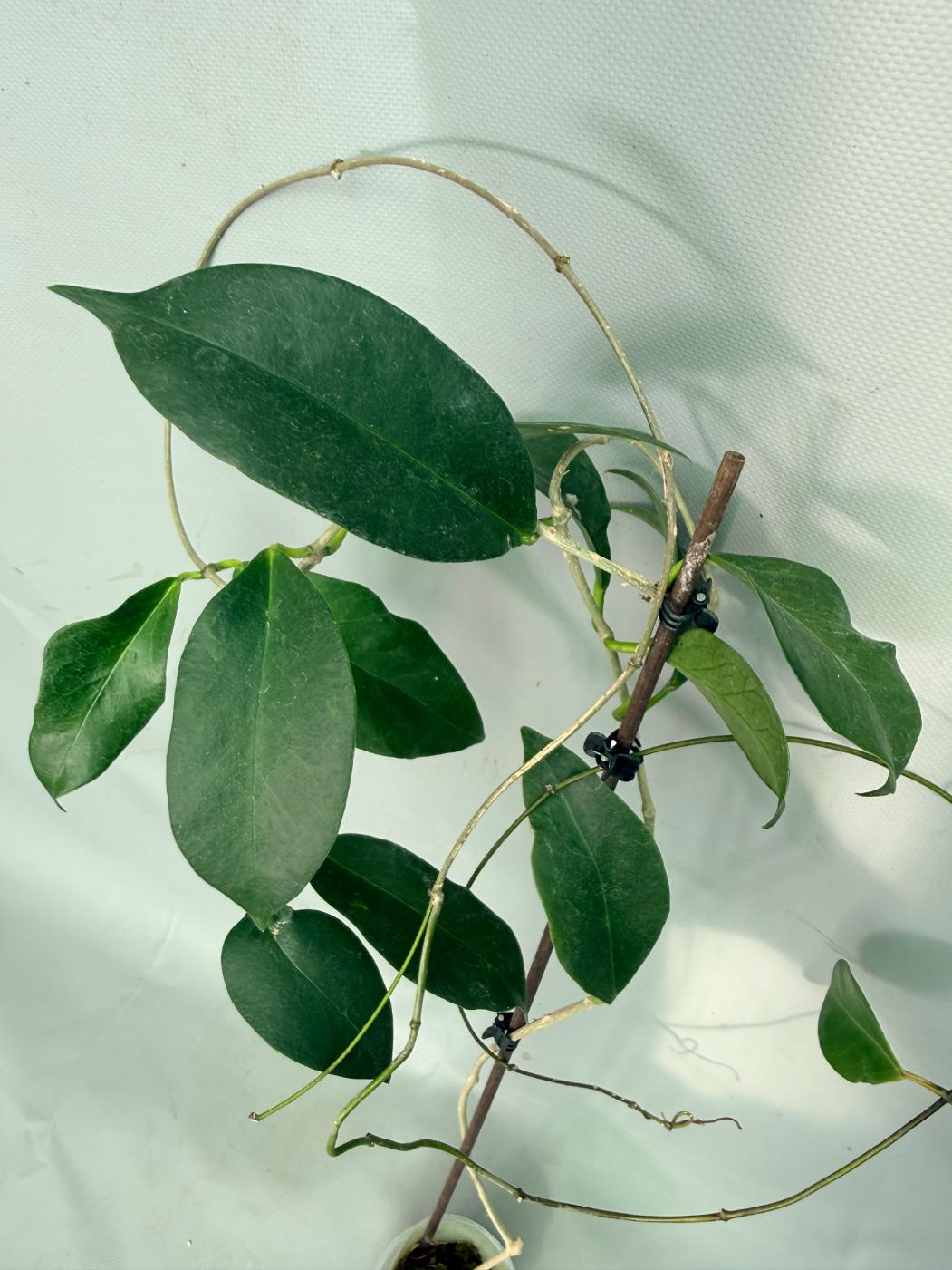 Hoya sp. 'ut 030' XL 09