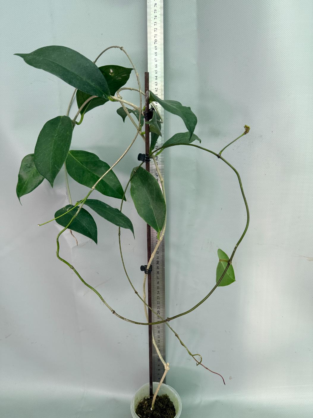 Hoya sp. 'ut 030' XL 01
