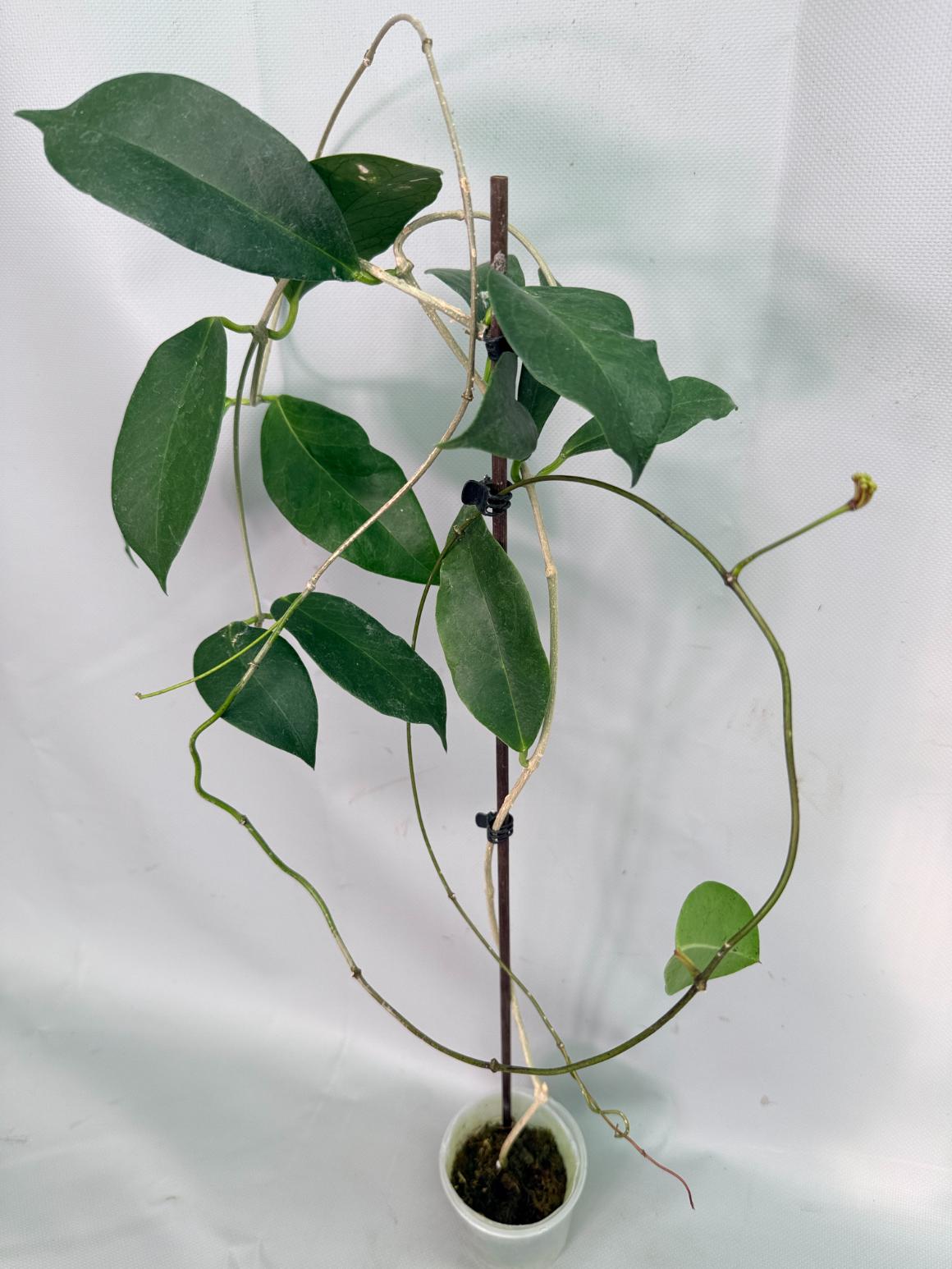 Hoya sp. 'ut 030' XL 02