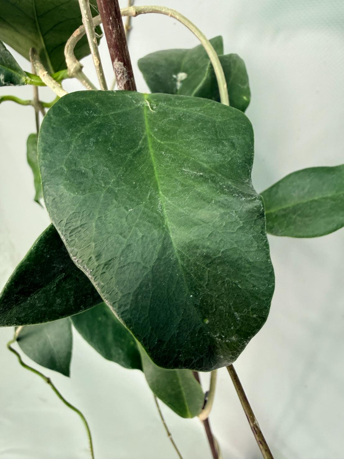 Hoya sp. 'ut 030' XL 04
