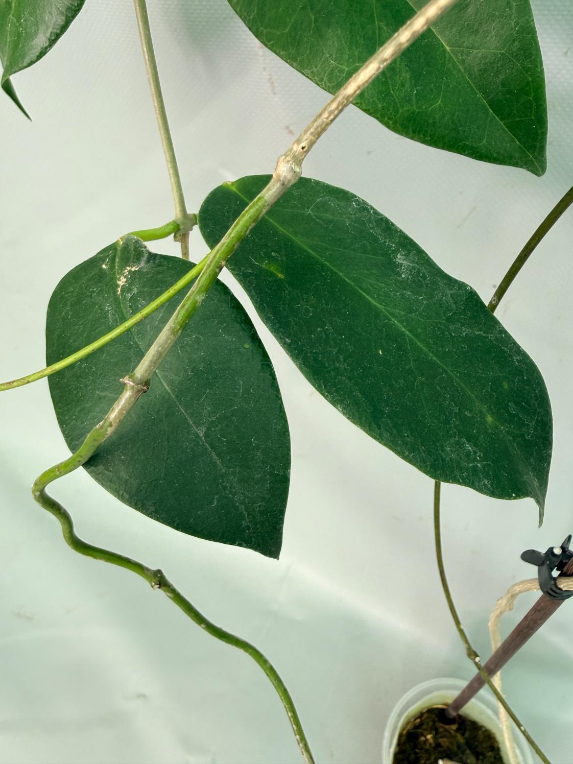 Hoya sp. 'ut 030' XL 05