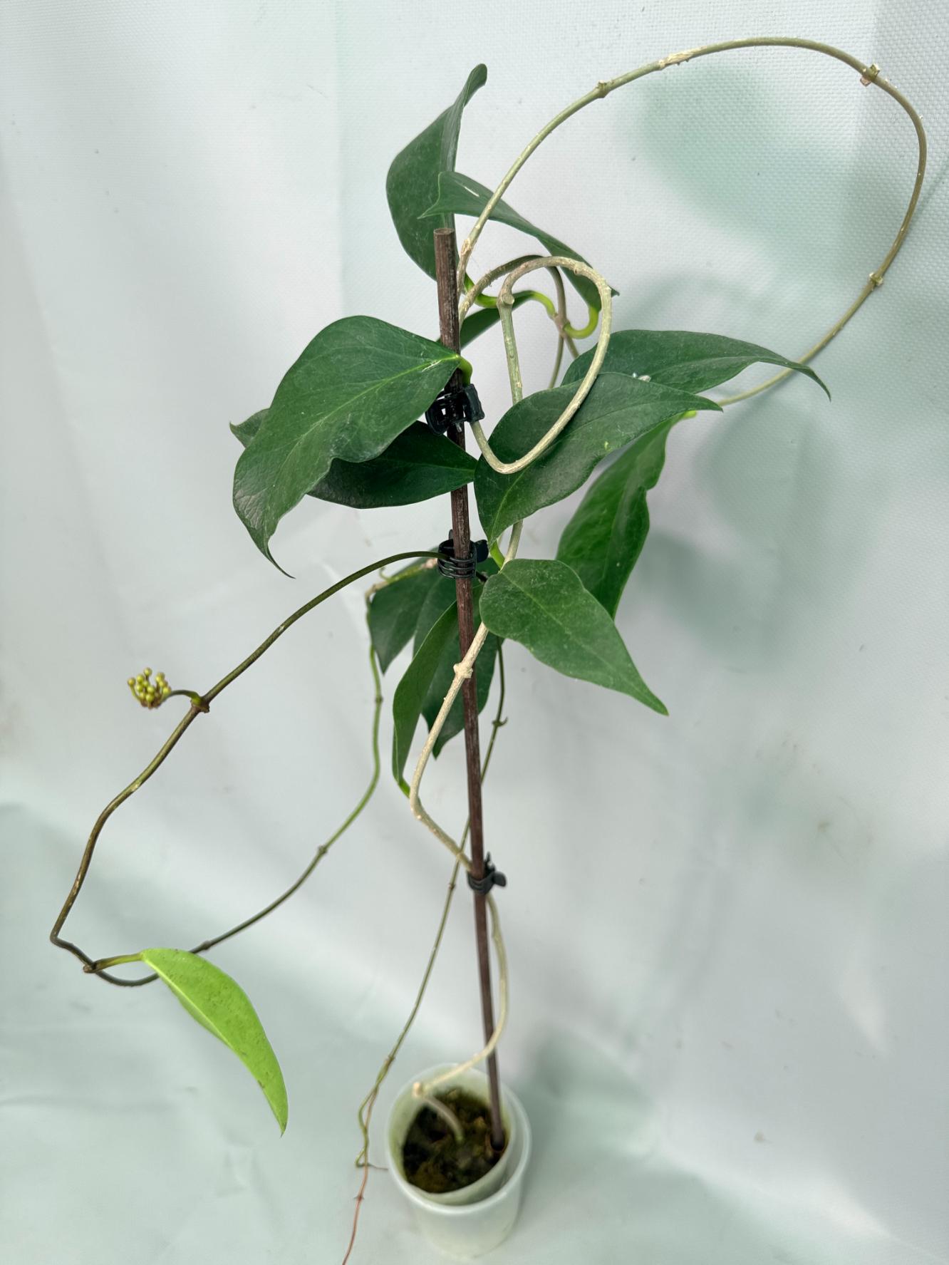Hoya sp. 'ut 030' XL 06