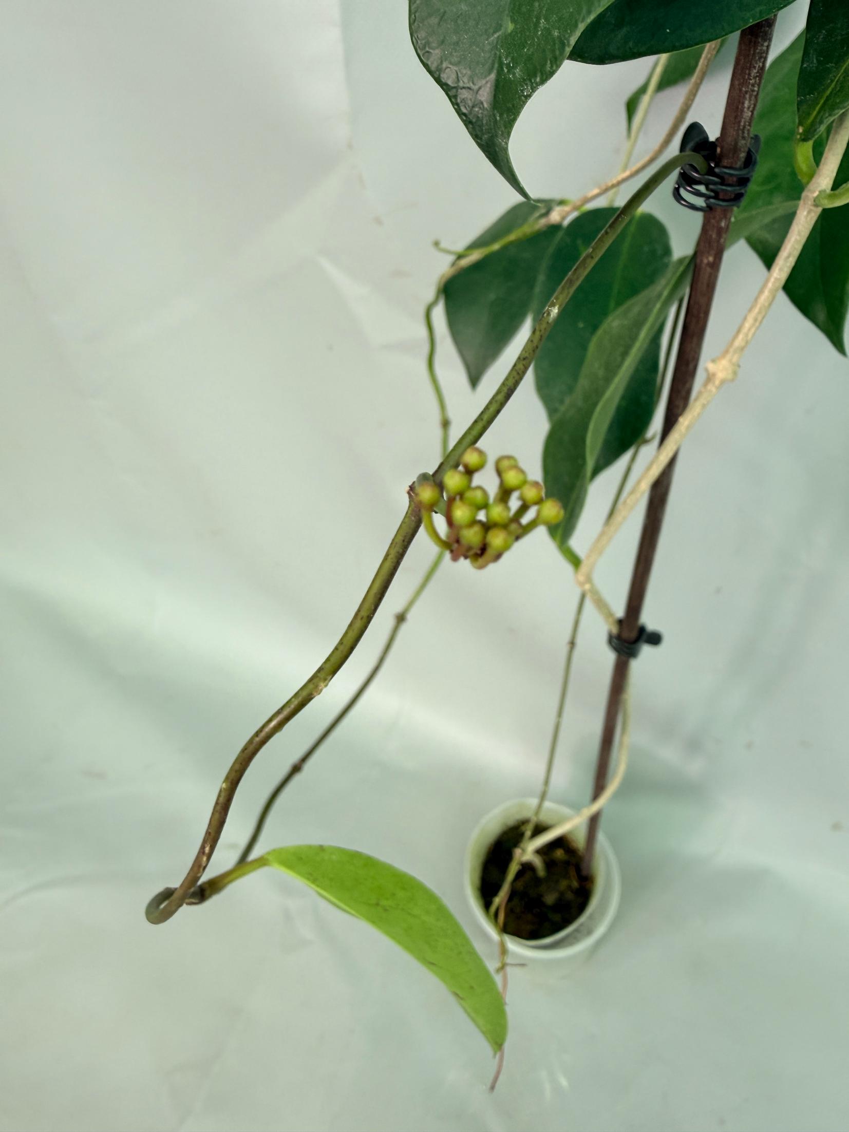 Hoya sp. 'ut 030' XL 07