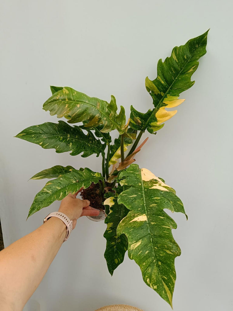 Philodendron ring of fire