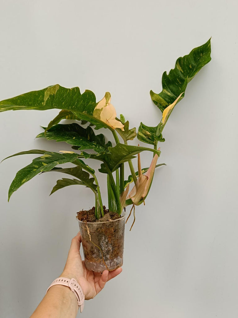 Philodendron ring of fire