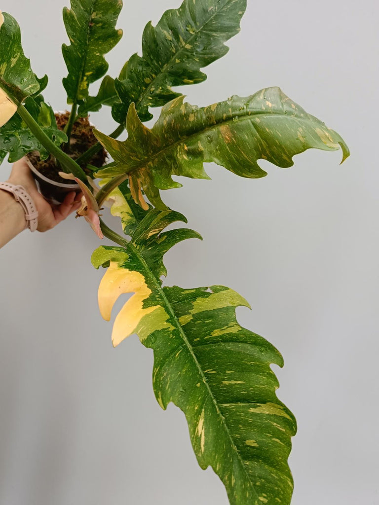 Philodendron ring of fire