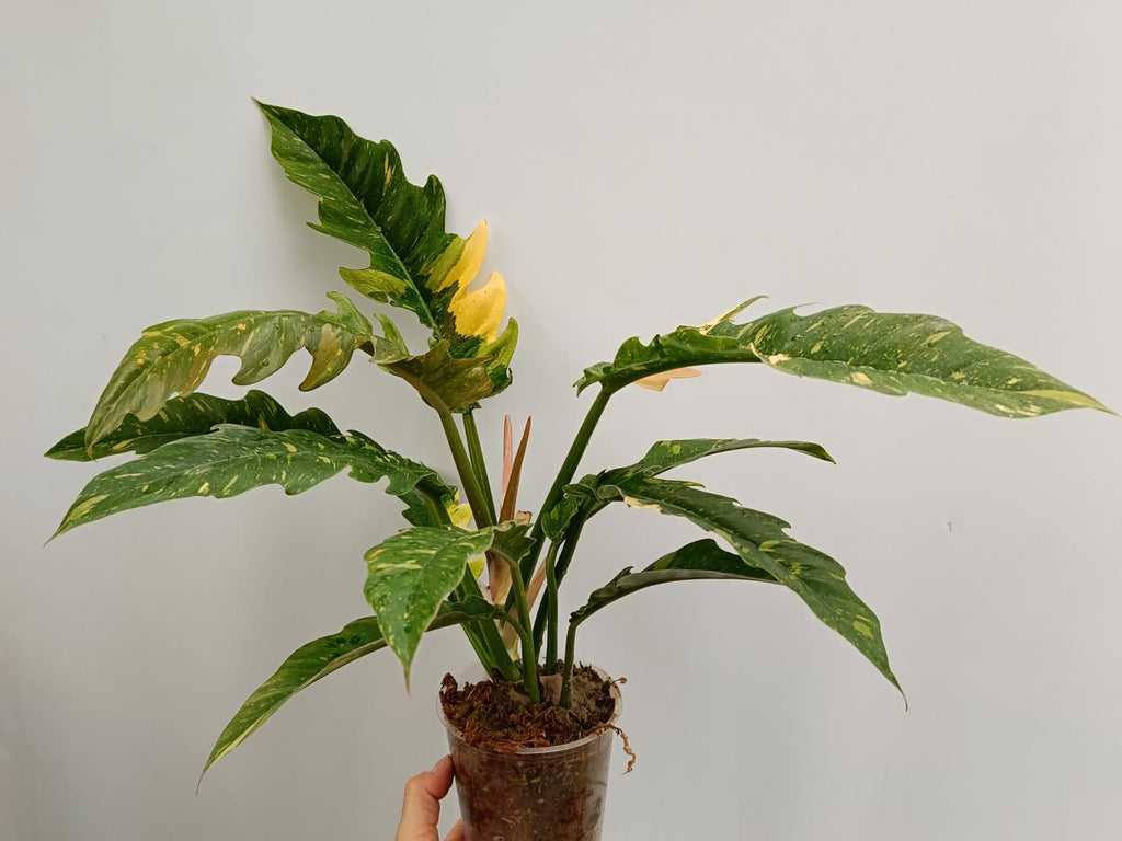 Philodendron ring of fire