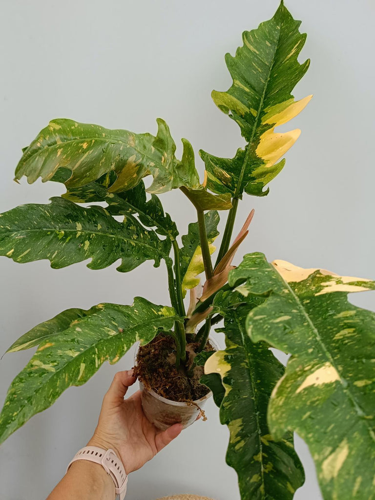 Philodendron ring of fire