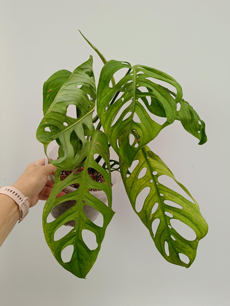 Monstera epipremnoides esqueleto