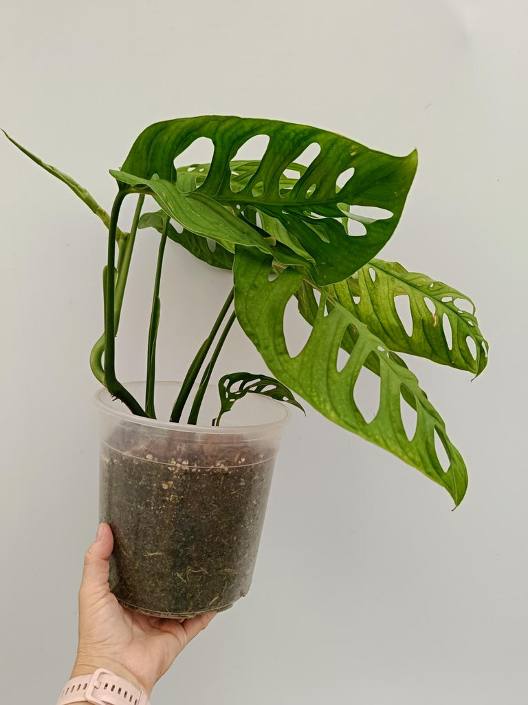 Monstera epipremnoides esqueleto