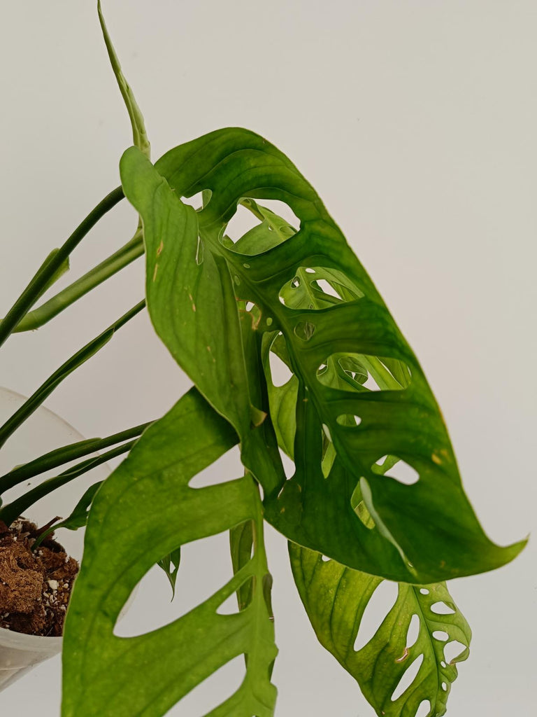 Monstera epipremnoides esqueleto