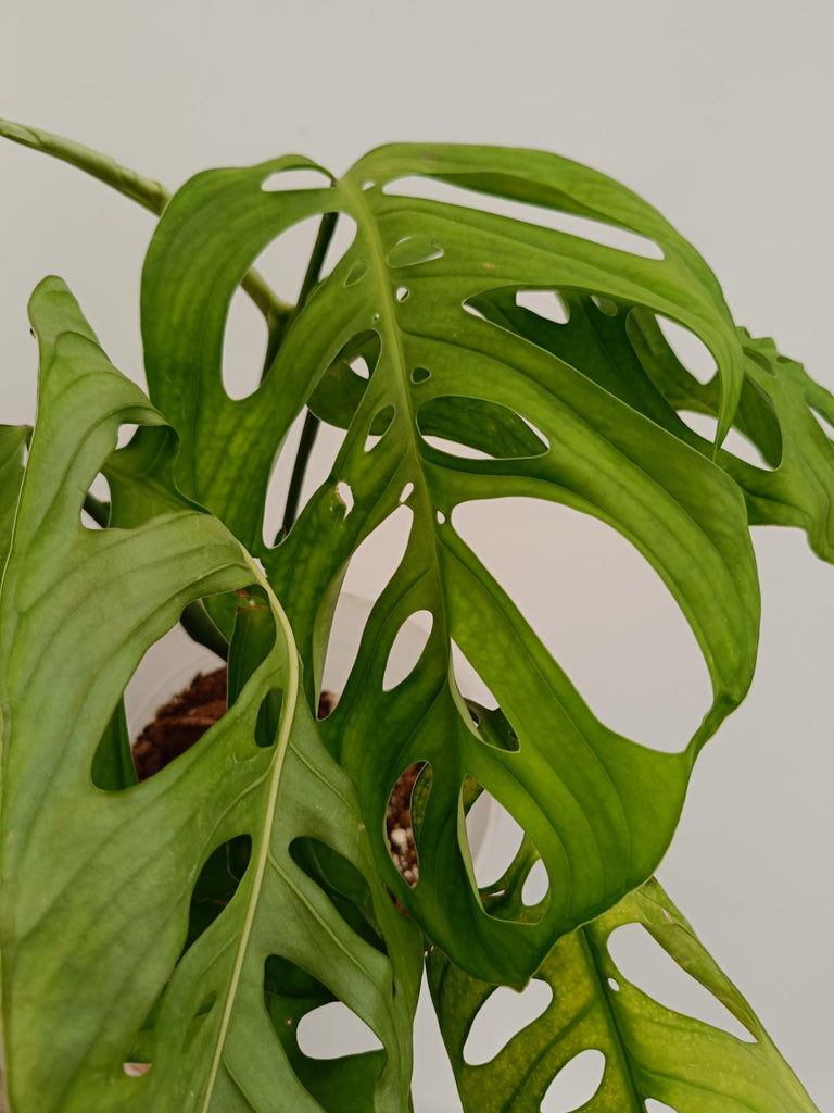 Monstera epipremnoides esqueleto