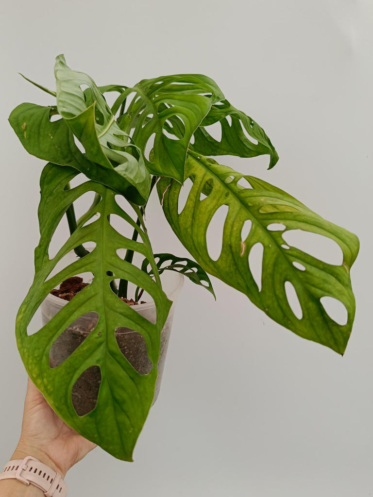 Monstera epipremnoides esqueleto