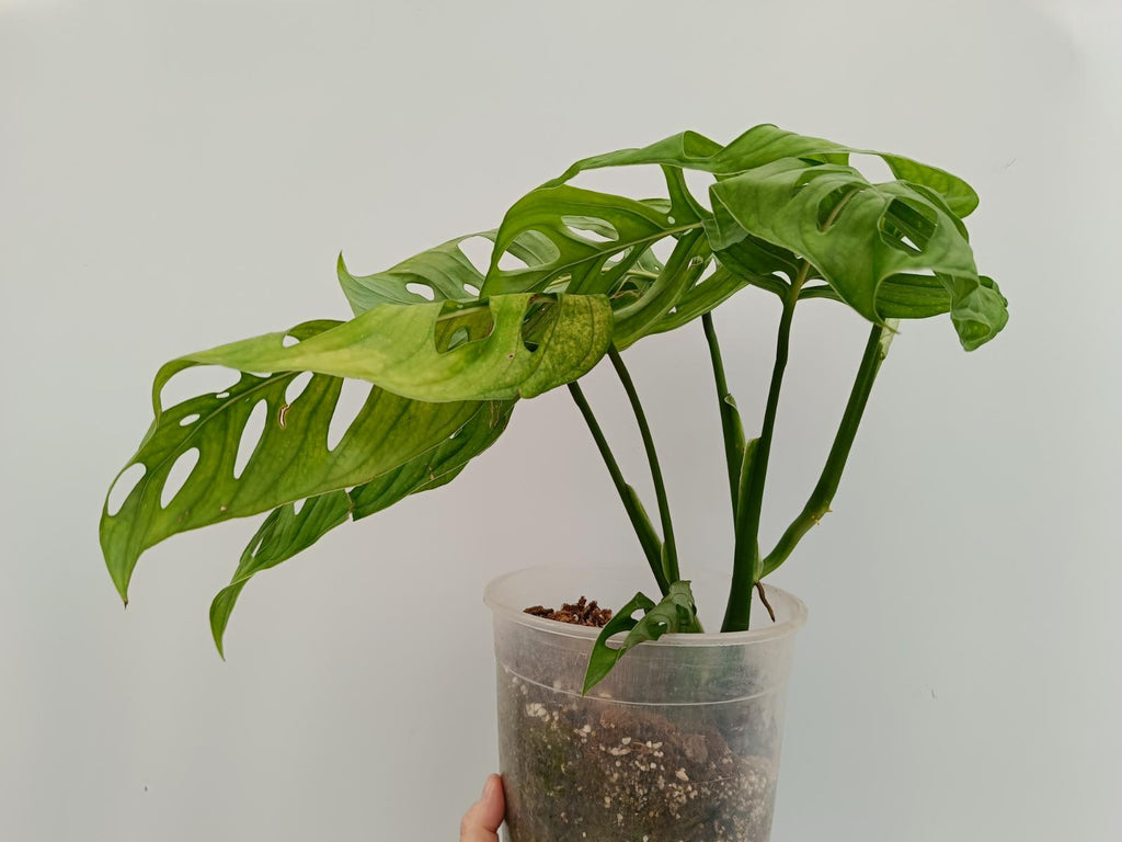 Monstera epipremnoides esqueleto