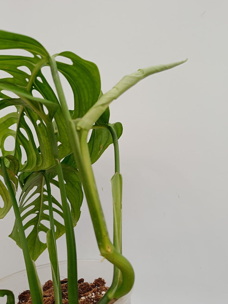 Monstera epipremnoides esqueleto