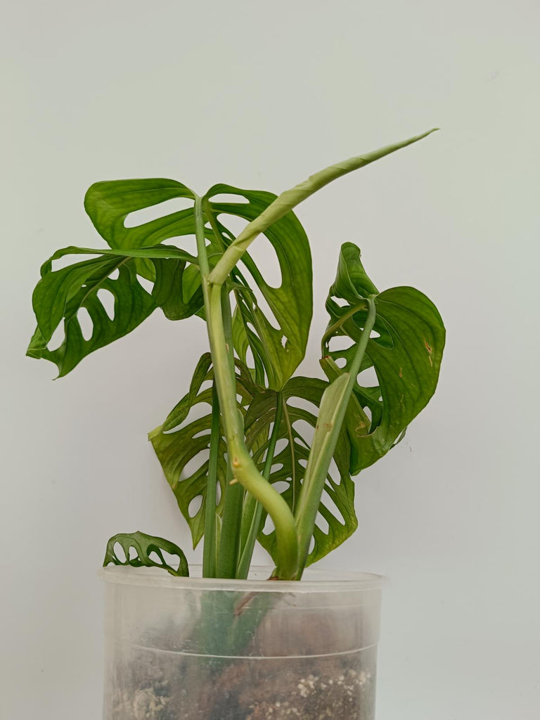 Monstera epipremnoides esqueleto