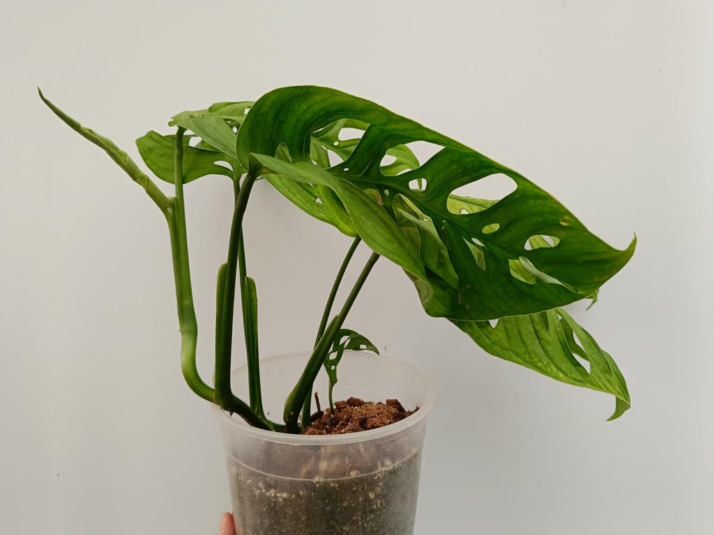 Monstera epipremnoides esqueleto