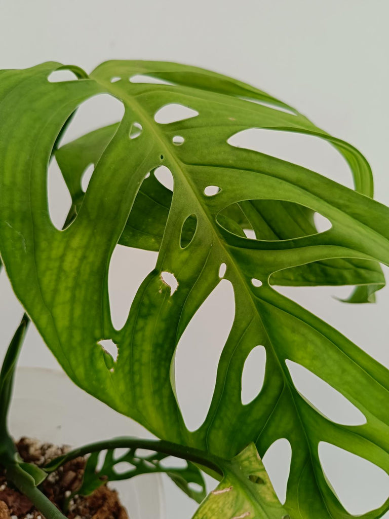 Monstera epipremnoides esqueleto