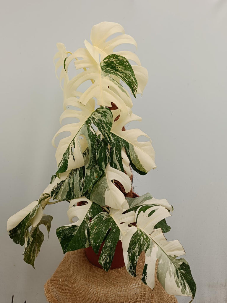 Monstera deliciosa variegata albo extra white