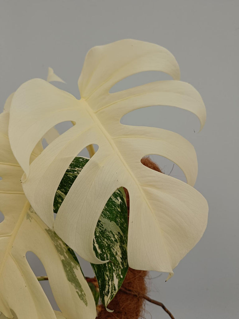 Monstera deliciosa variegata albo extra white