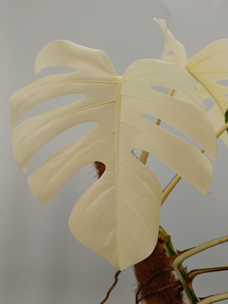 Monstera deliciosa variegata albo extra white