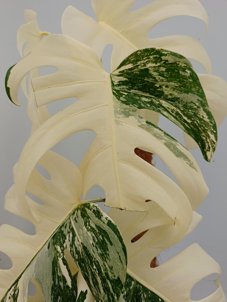 Monstera deliciosa variegata albo extra white