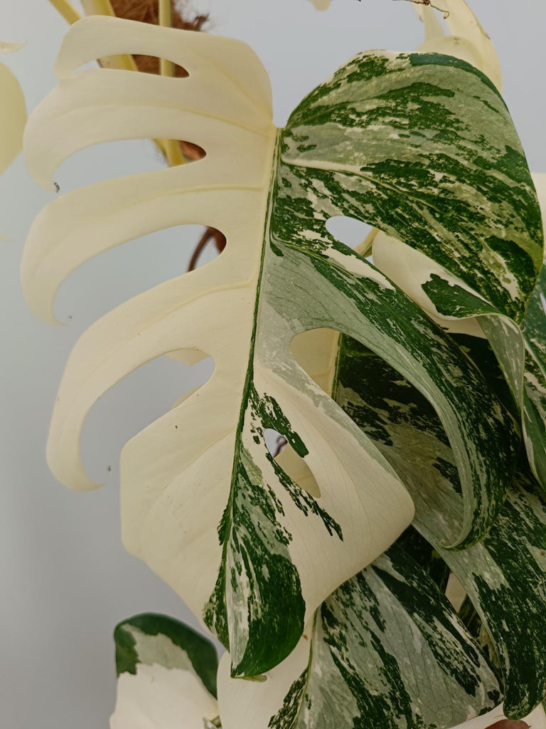 Monstera deliciosa variegata albo extra white