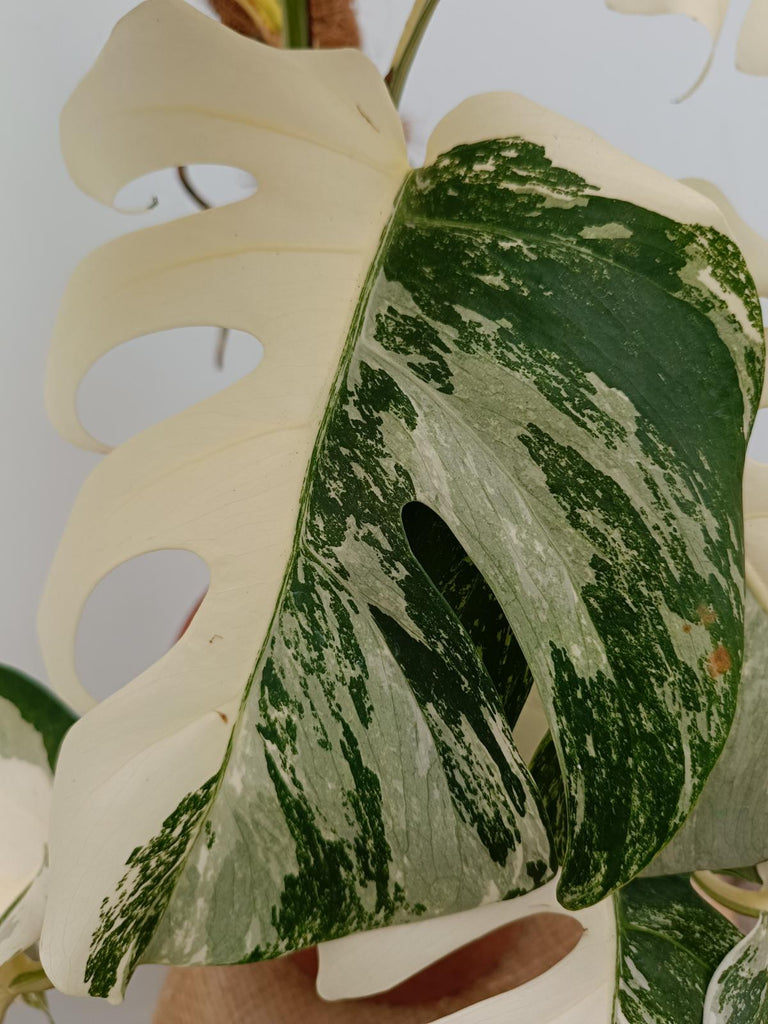 Monstera deliciosa variegata albo extra white