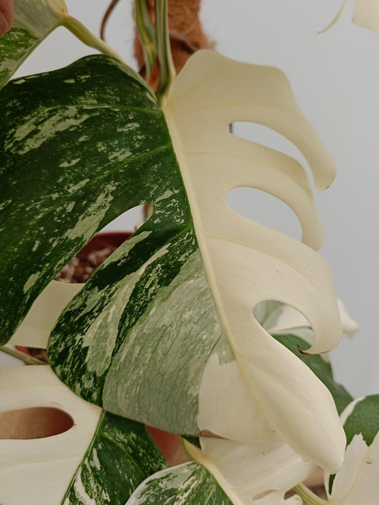 Monstera deliciosa variegata albo extra white