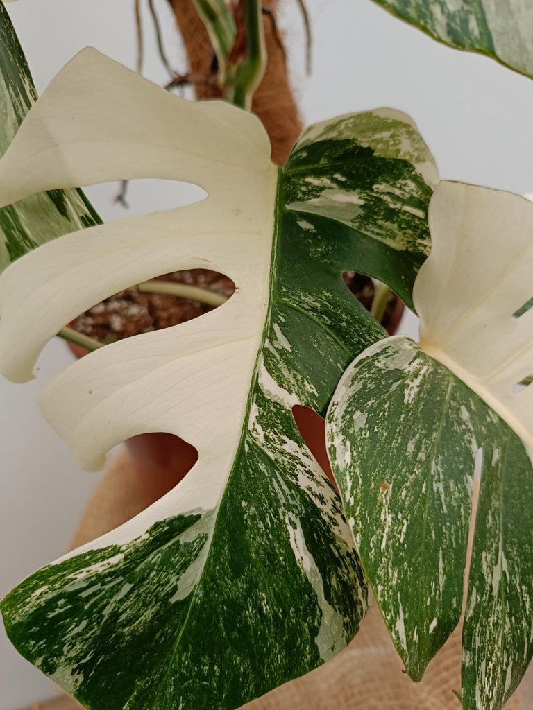 Monstera deliciosa variegata albo extra white