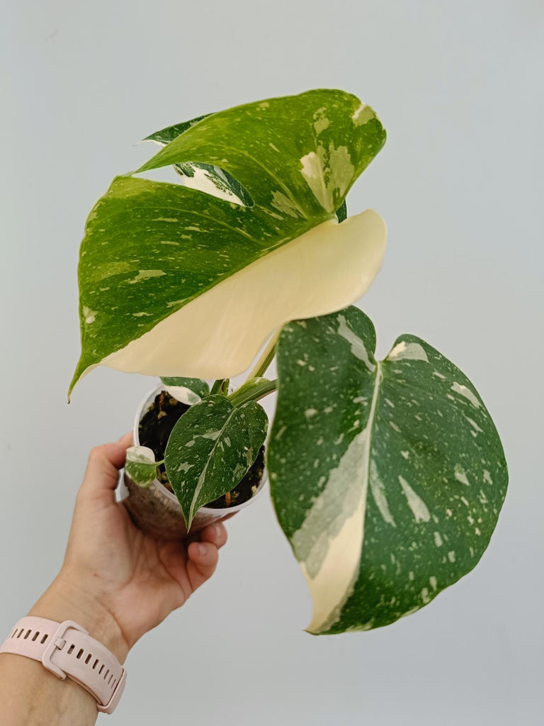 Monstera deliciosa thai constellation