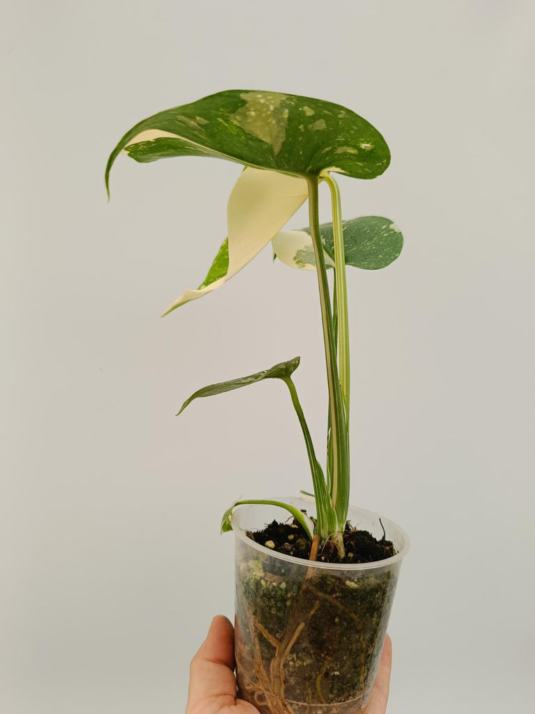 Monstera deliciosa thai constellation