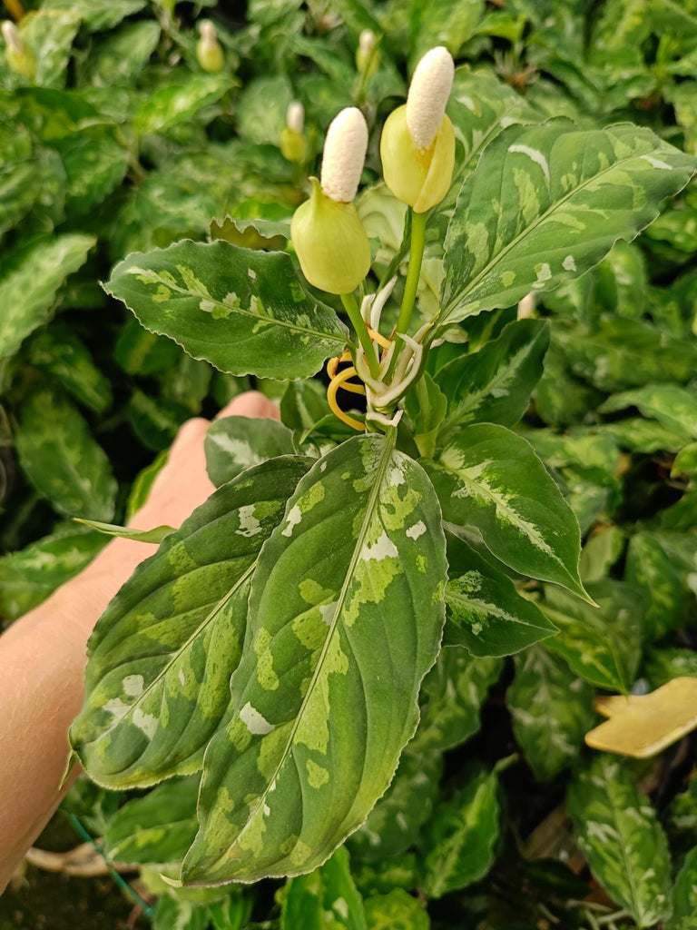 Aglaonema pictum tricolor