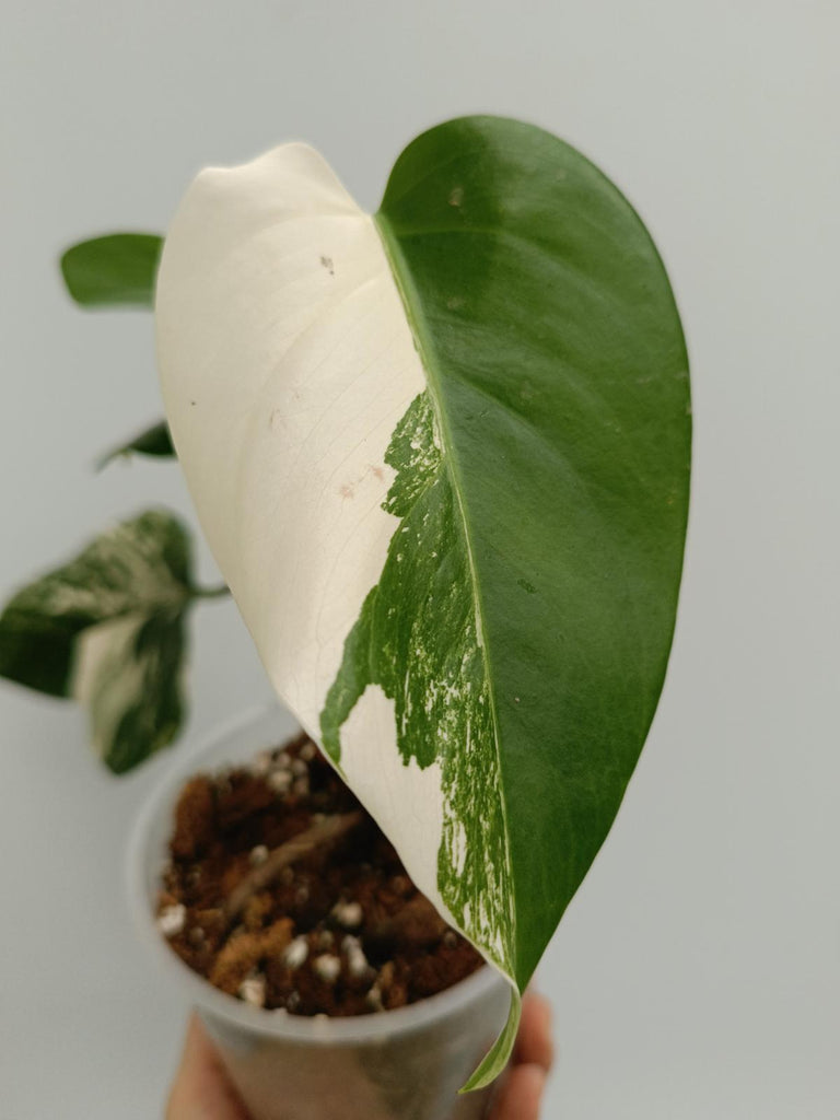 Baby plant of monstera deliciosa variegata albno
