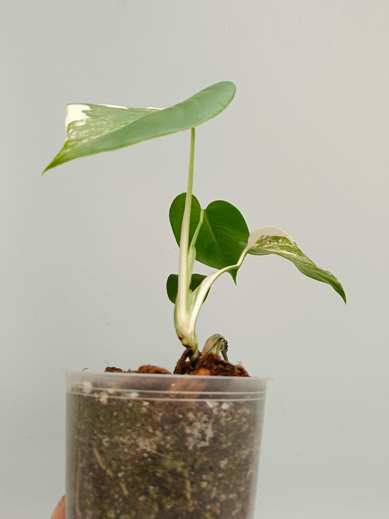 Baby plant of monstera deliciosa variegata albno