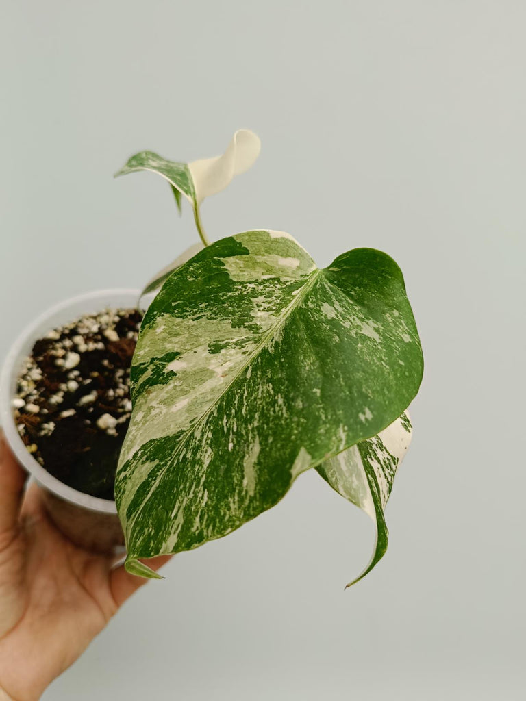 Baby plant of monstera deliciosa variegata albno